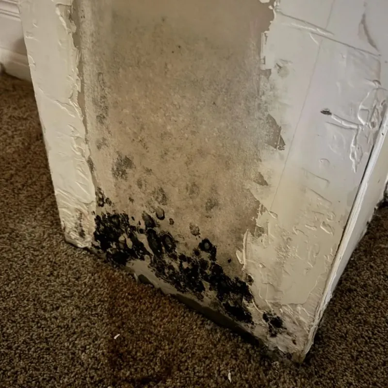 Professional Mold Removal in Motley, VA